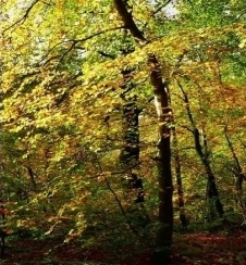 Новий продукт: гідроксипропілтетрагідропірантріол (маслорозчинний)